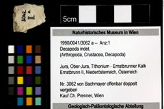 Foto (Objekt + Etiketten) von Decapoda indet. 